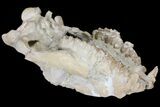 Oreodont (Merycoidodon) Partial Skull - Wyoming #123198-5